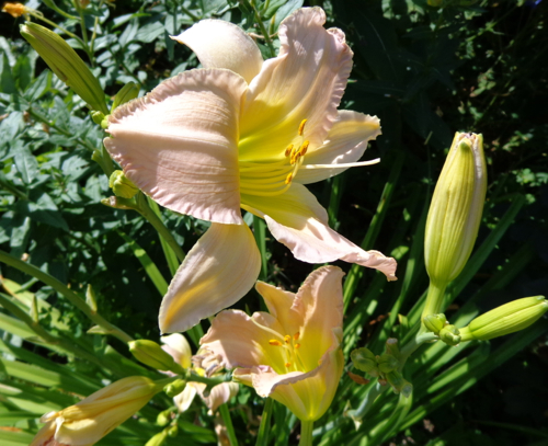 Pink dayliliy in Deborah Cooke's garden.