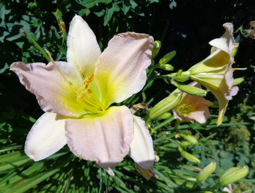 Pink dayliliy in Deborah Cooke's garden.