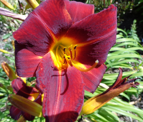 Red dayliliy in Deborah Cooke's garden.