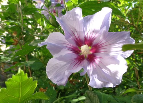 PInk rose of sharon in Deborah Cooke's garden.