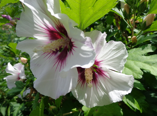 white rose of sharon in Deborah Cooke's garden.