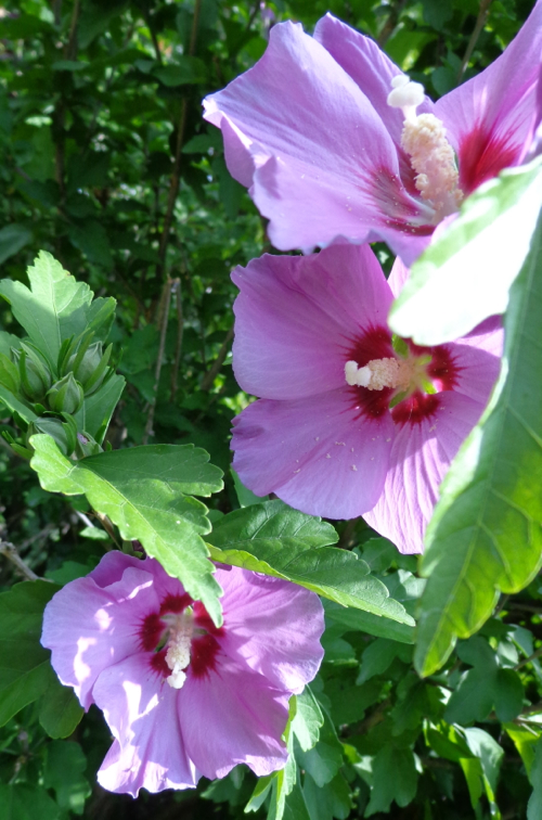 Pink rose of sharon in Deborah Cooke's garden.