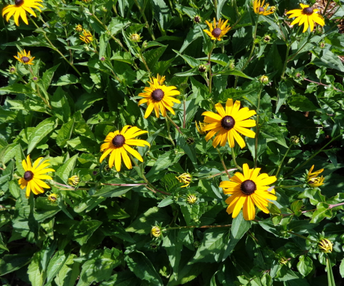Rudbeckia in Deborah Cooke's garden.