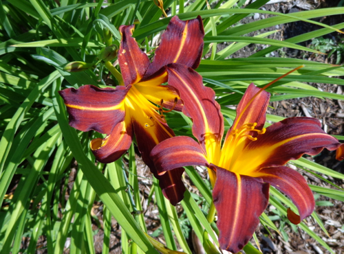 Russet dayliliy in Deborah Cooke's garden.